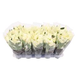 Poinsettia weiss Alaska 3+ T10,5 H025