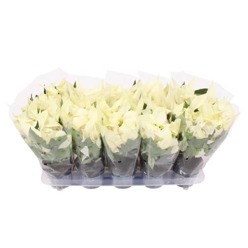Poinsettia weiss Alaska 3+ T10,5 H025