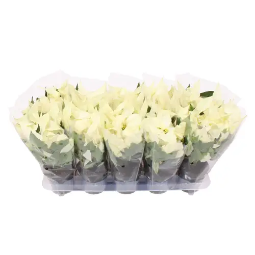 Poinsettia weiss Alaska 3+ T10,5 H025