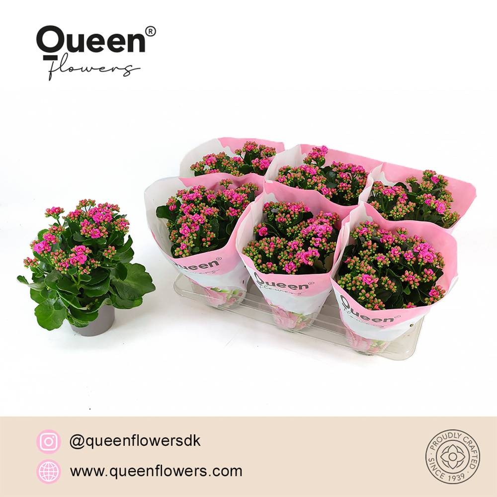 Kalanchoe Gef. lila Queen T14 H026