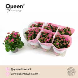 Kalanchoe Gef. lila Queen T14 H026