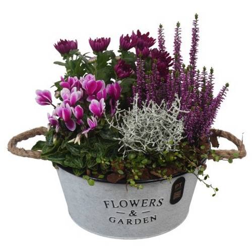 Garten.Arr PTHO7624 T27 H031