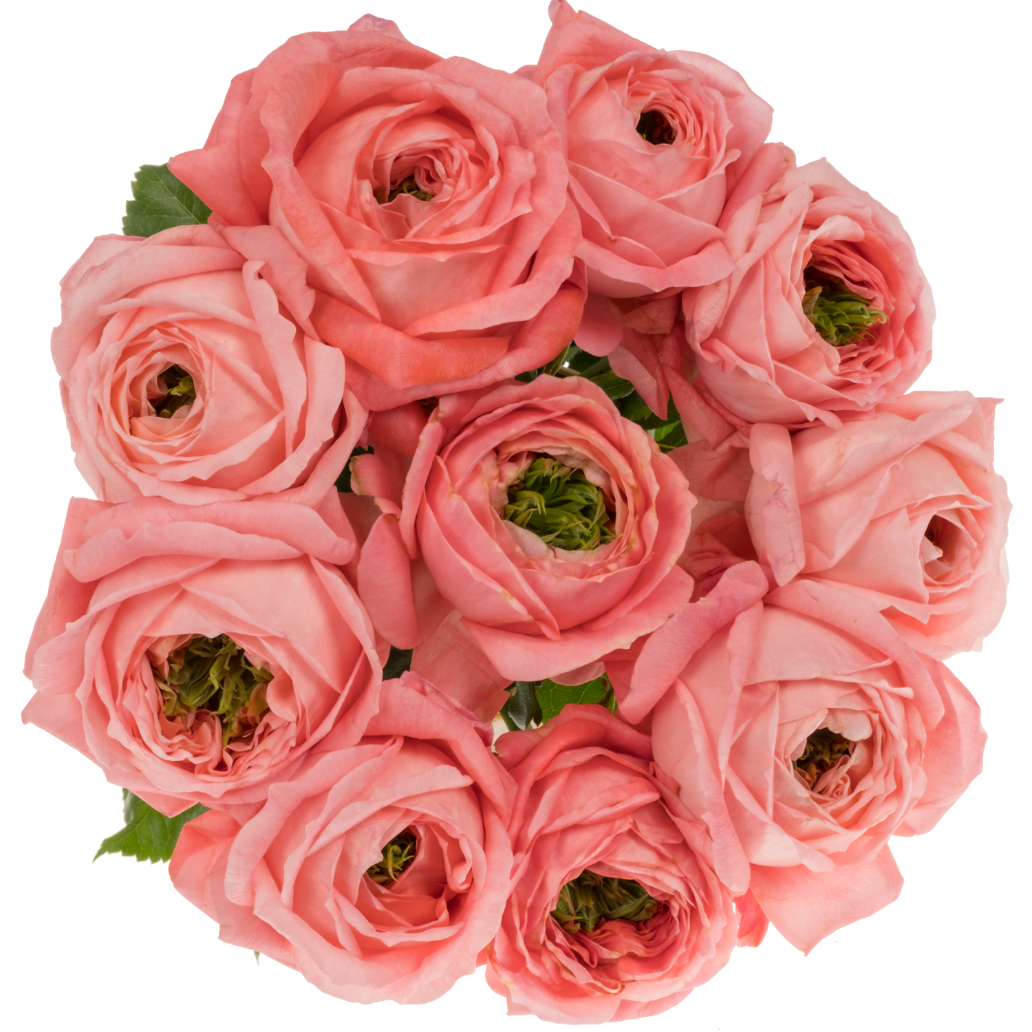 Rose rosa Mirana Gardens gefüllt 40cm