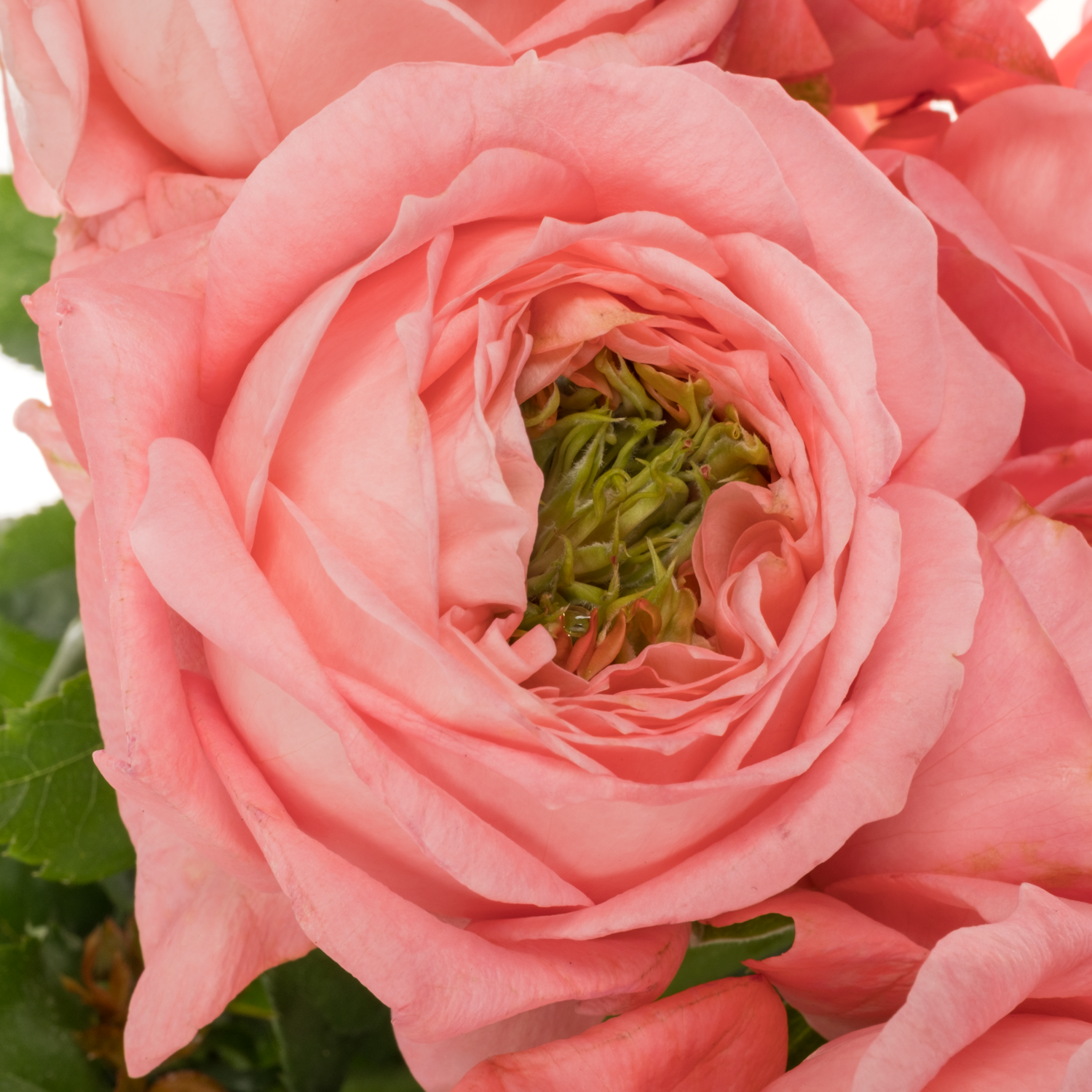 Rose rosa Mirana Gardens gefüllt 40cm