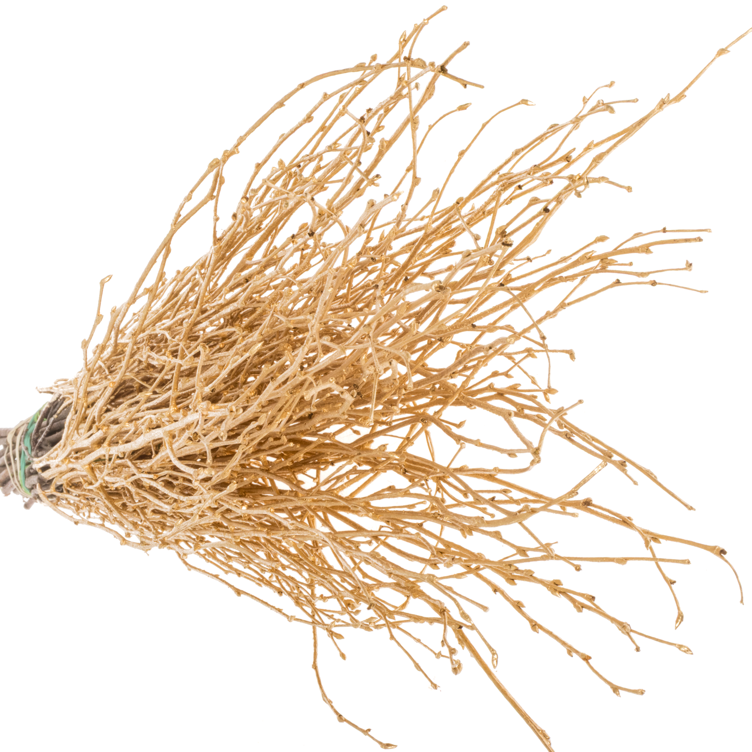 Birke  gold antik gefärbt 70cm