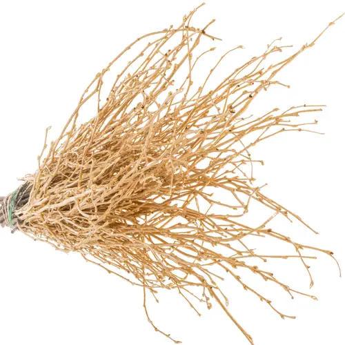 Birke  gold antik gefärbt 70cm