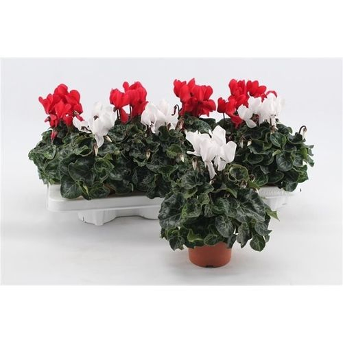Cycl.rot/weiss mix T10,5 H20
