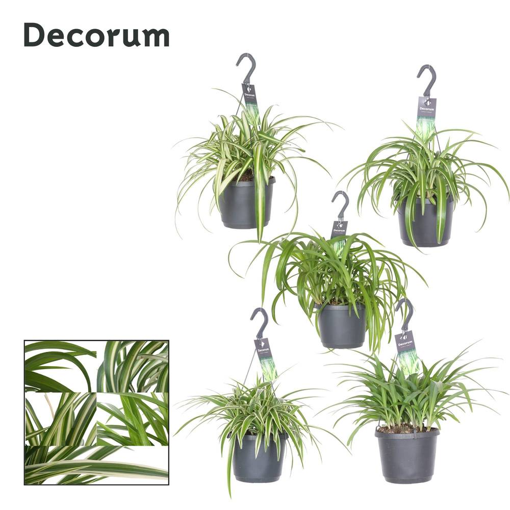 Chlorophytum mix im Ampeltopf T17 H030