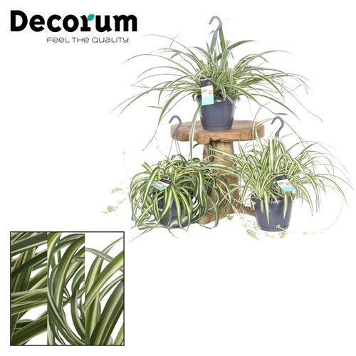 Chlorophytum mix Ampel T17 H30