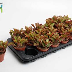 Kalanchoe Pinatum T08,5 H015
