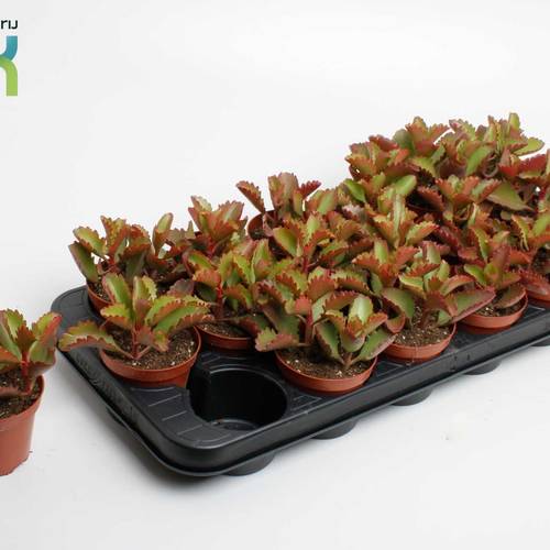 Kalanchoe Pinatum T08,5 H015