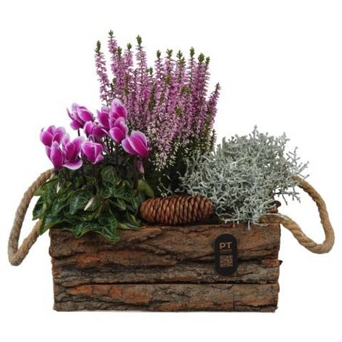 Garten.Arr PTHO7662 Herbst T24 H029