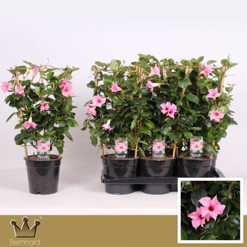 Mandeville rosa am Reck T17 H060