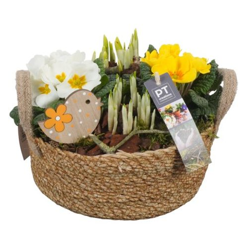 Zwiebel.Arr mix PTBM1450 T23 H23