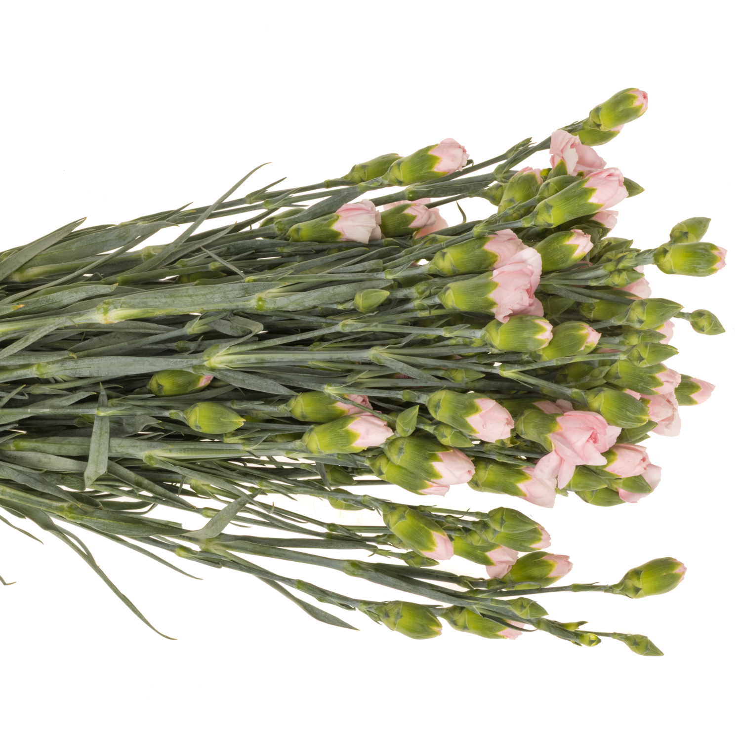 Spraynelke hell rosa Before 60cm X20