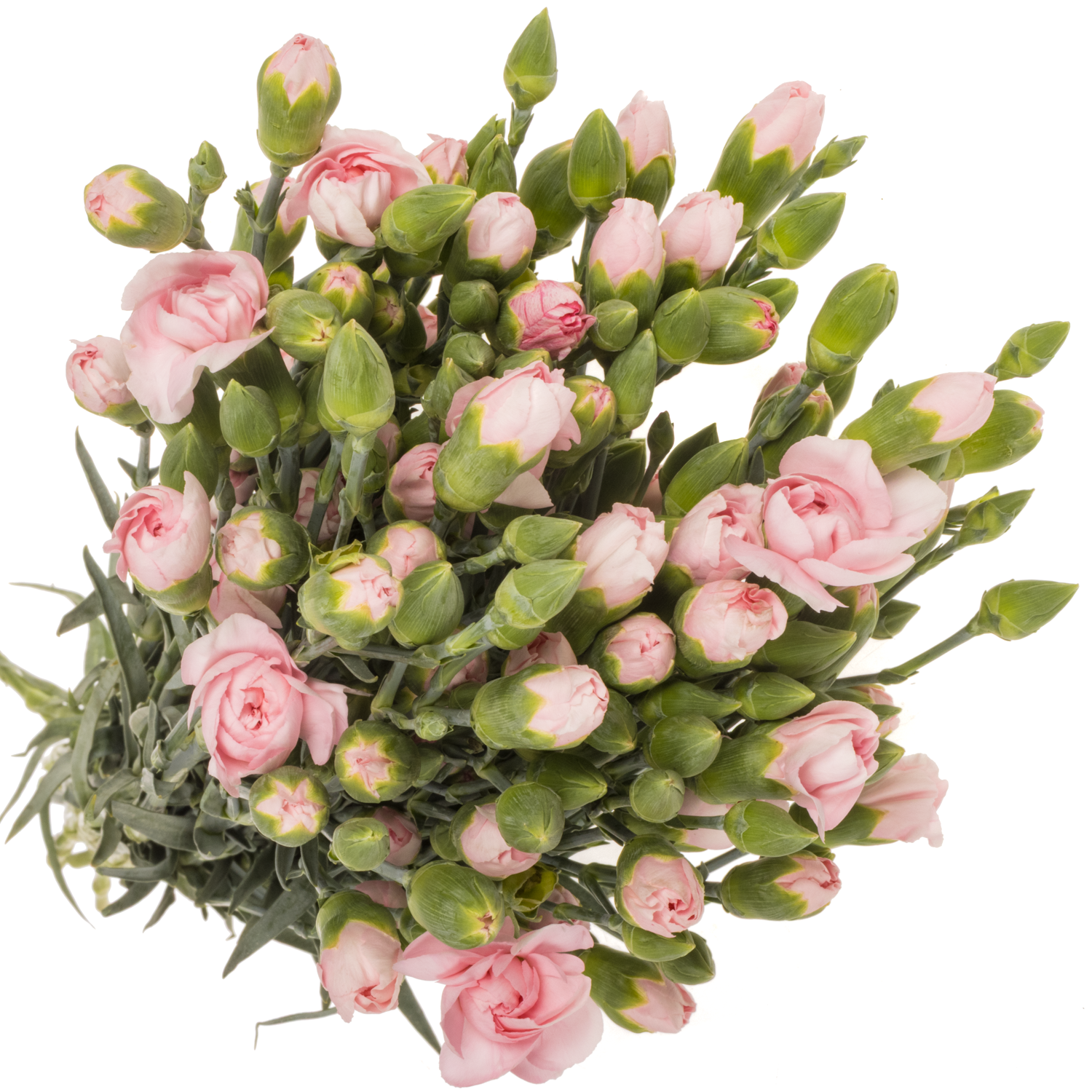 Spraynelke hell rosa Before 60cm X20