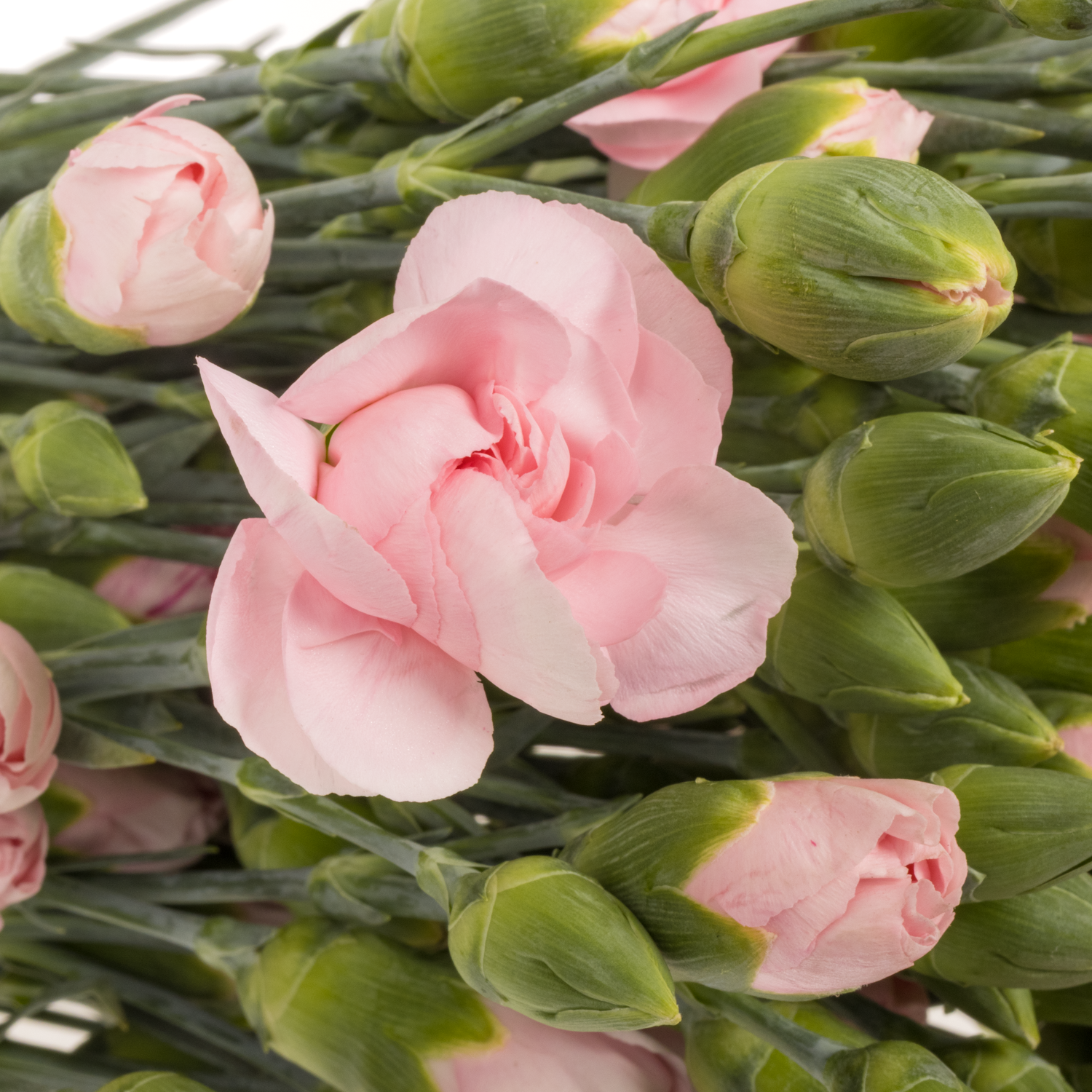 Spraynelke hell rosa Before 60cm X20