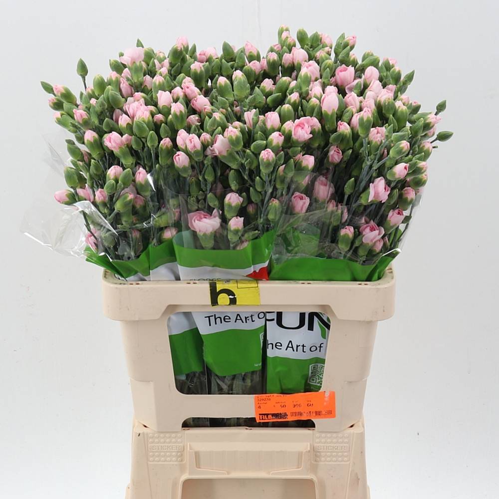 Spraynelke hell rosa Before 60cm X20