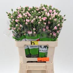 Spraynelke hell rosa Before 60cm X20