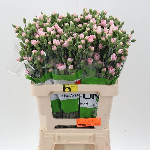 Spraynelke hell rosa Before 60cm X20