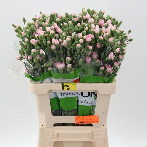 Spraynelke hell rosa Before 60cm X20