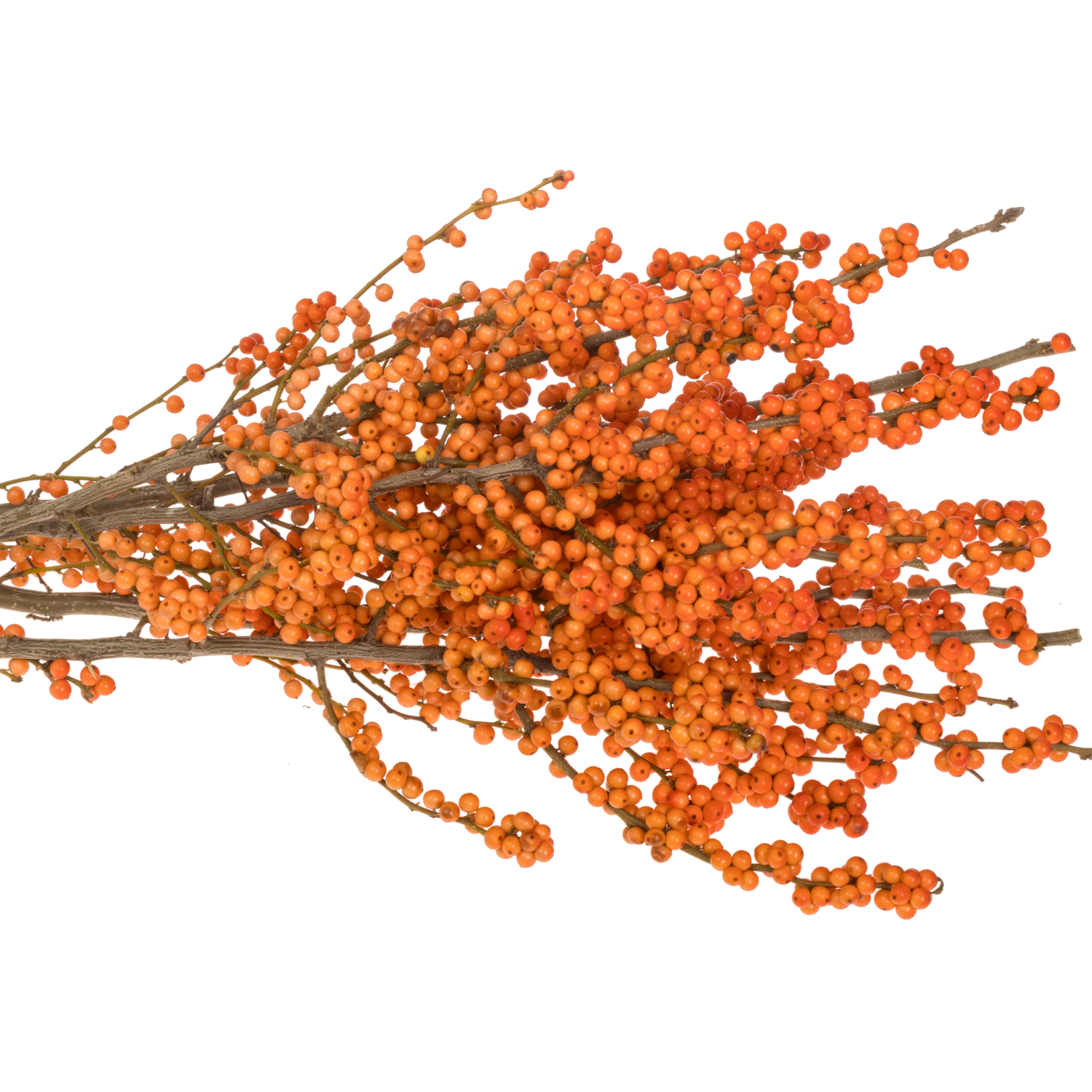 Ilex orange WinterGold 70cm