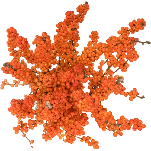 Ilex orange WinterGold 70cm