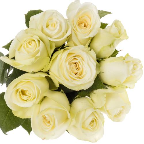Rose creme Snowstorm 70cm