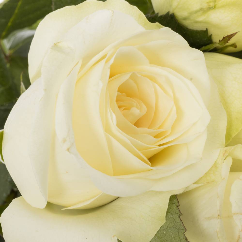 Rose creme Snowstorm 70cm
