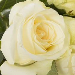 Rose creme Snowstorm 70cm