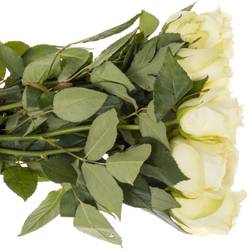 Rose creme Snowstorm 70cm