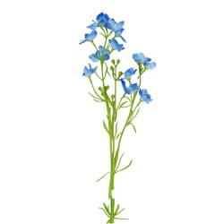 Seiden Delphinium  hell blau L85cm