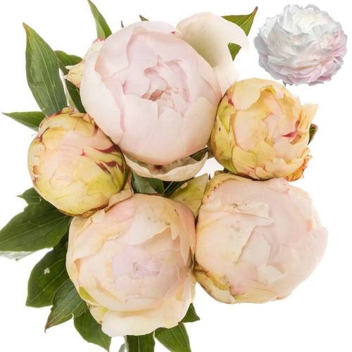 Pfingstrose weiss/rosa gefüllt Dynasty 55cm