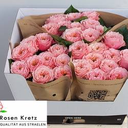 Rose rosa Elena 50cm