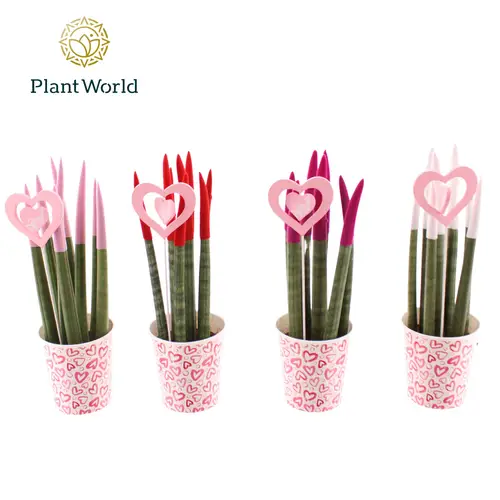 Sansevieria mix Velvet Touchz im Papier Topf T08,5 H030