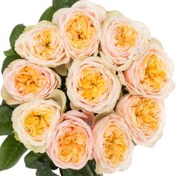 Rose hell rosa/apricot Shiver gefüllt 40cm