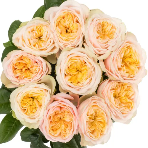 Rose hell rosa/apricot Shiver gefüllt 40cm