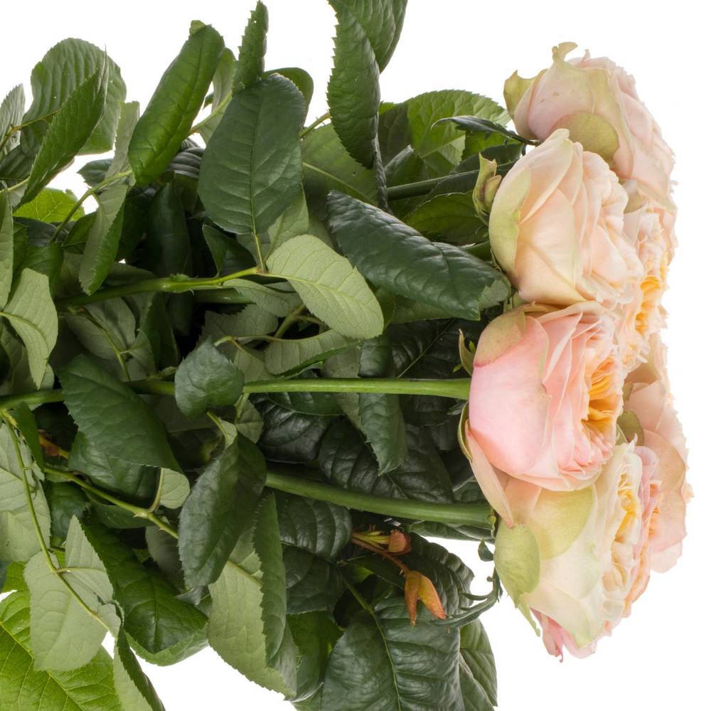 Rose hell rosa/apricot Shiver gefüllt 40cm