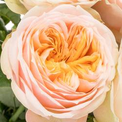 Rose hell rosa/apricot Shiver gefüllt 40cm