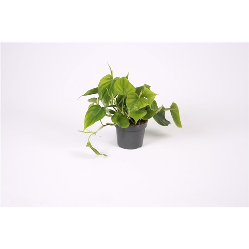 Philodendron Scandens T12 H020