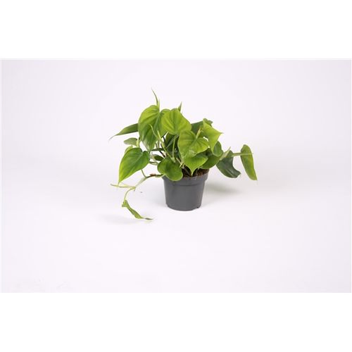 Philodendron Scandens T12 H020