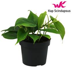 Philodendron Scandens T12 H020