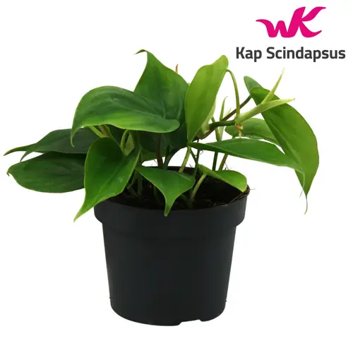 Philodendron Scandens T12 H020
