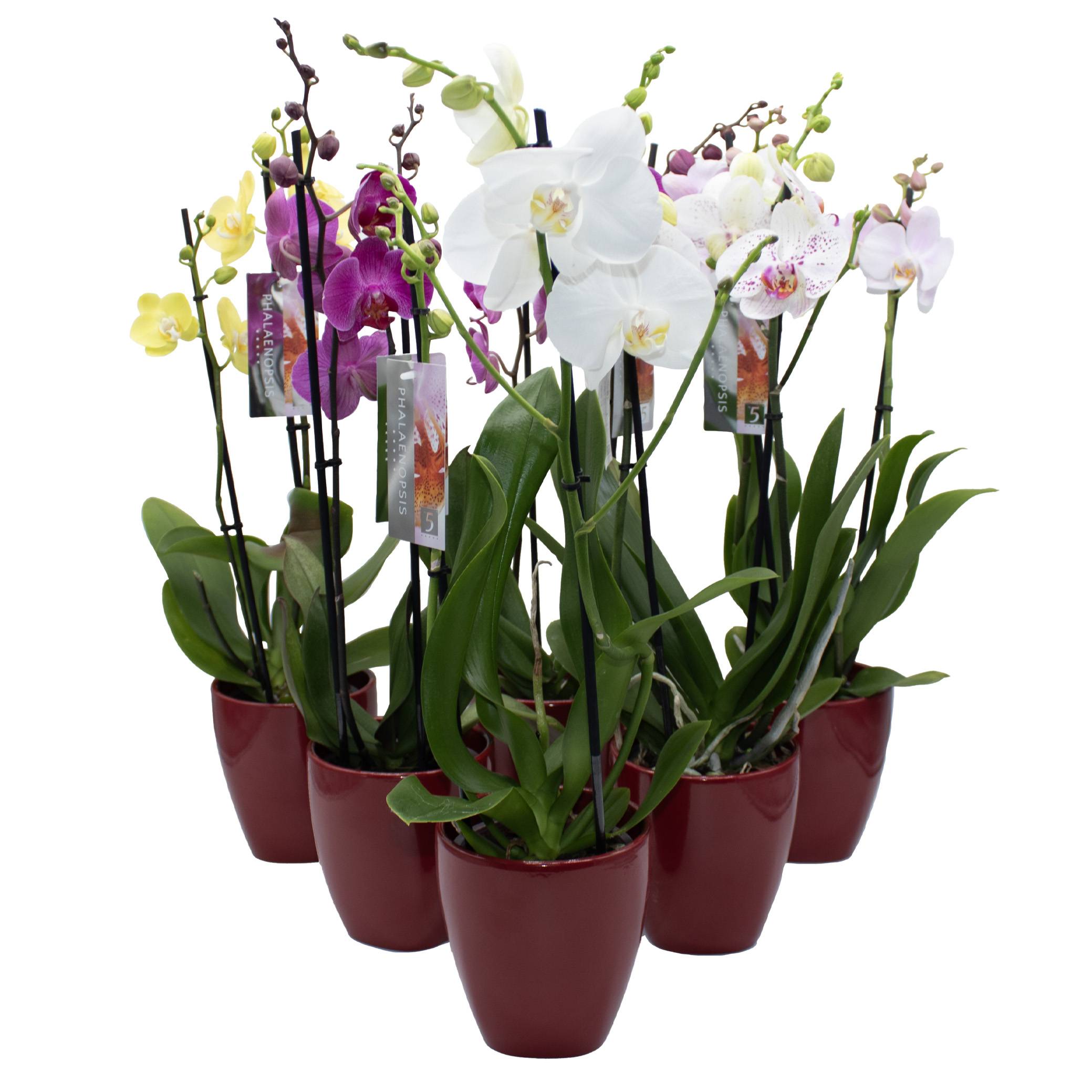 Phal.2-R mix im Orchidee bertopf rot T12 H050 (Phalaenopsis mix) | Heyl -  Blumengrohandel / Floristikgrohandel