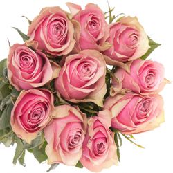 Rose rosa Athena Royale 60cm