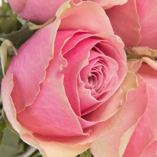 Rose rosa Athena Royale 60cm