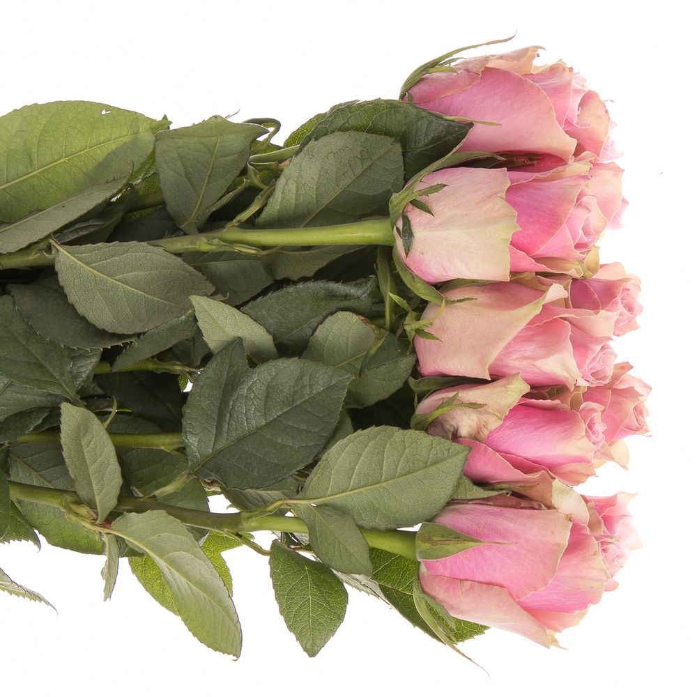 Rose rosa Athena Royale 60cm