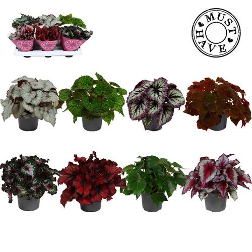 Begonie Rex mix T13 H025