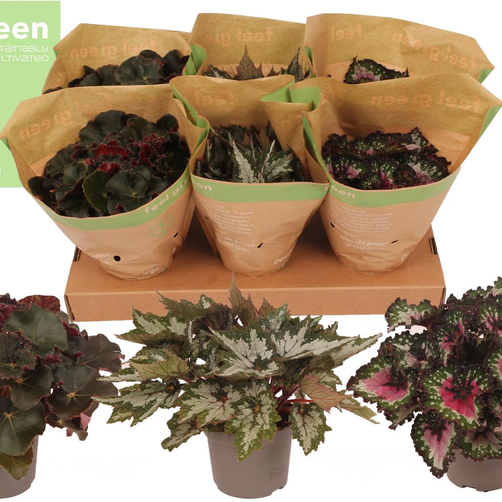 Begonia Rex mix T13 H25