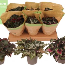 Begonia Rex mix T13 H25
